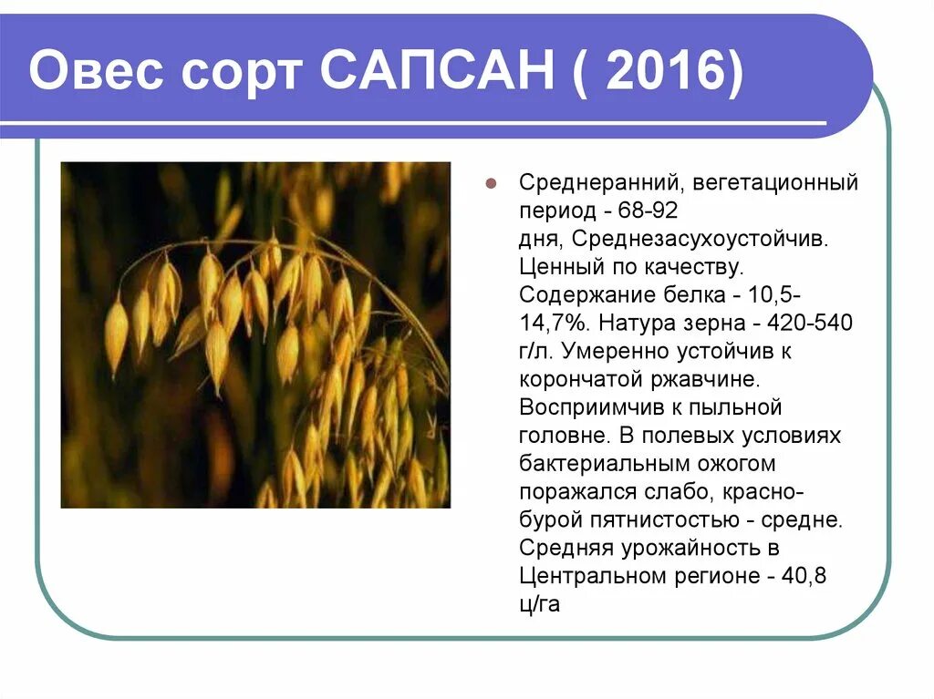 Овес простой. Овес. Сорта овса. Овес характеристика. Внешний вид овса.