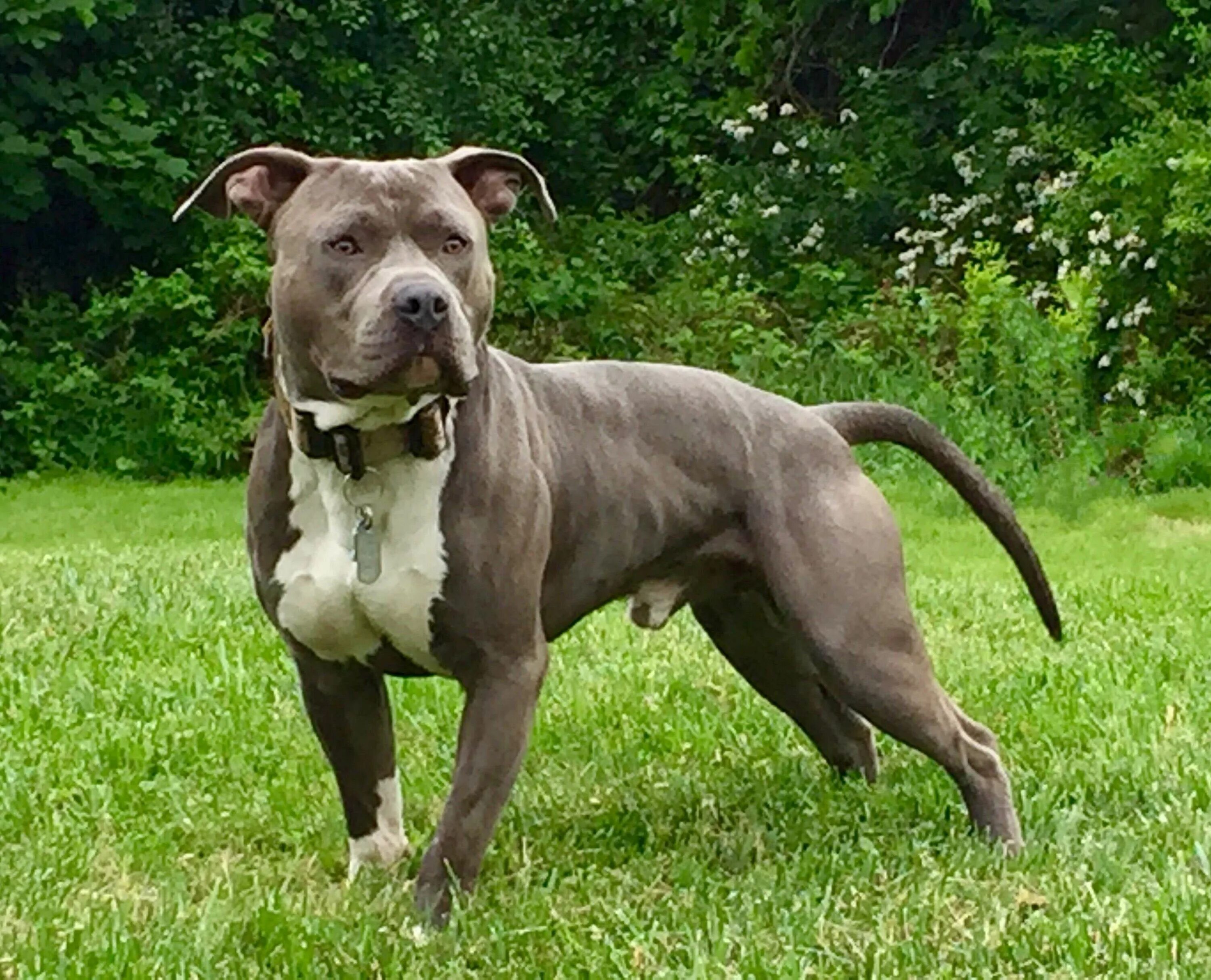 Американский питбуль фото. Пит собака питбуль. Питбульский терьер. Пит терьер питбультерьер. Американскийпетбуль триеер.