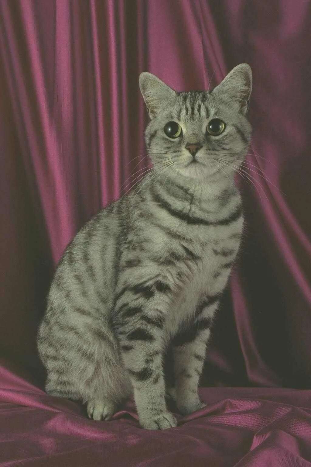 Порода кошек вискас. Британская кошка табби. Британская короткошёрстная табби. Американская короткошерстная табби. Египетская МАУ табби.