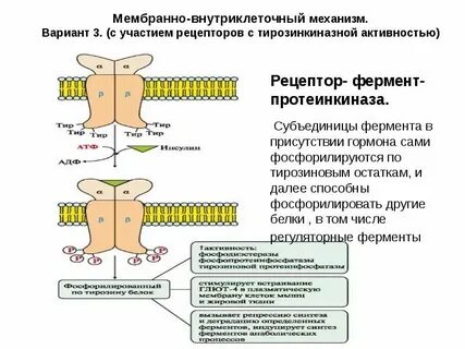 Каталитическую структурную запасающую гормональную сократительную энергетическую