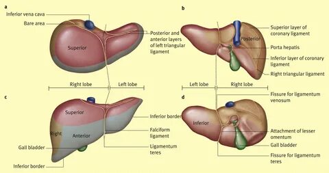 Anatomy of the liver - Surgery - Oxford International Edition.