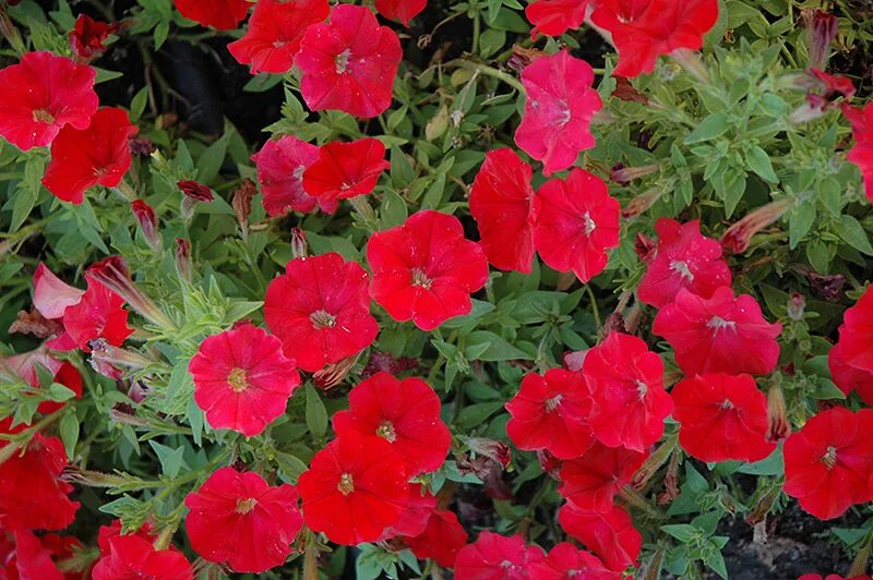 Петуния surfinia deep red. Петуния опера суприм red. Петуния миллифлора пикобелла ред. Петуния ампельная пикобелла каскад. Петуния опера суприм.