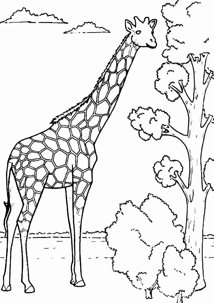 Рисуем животных зоопарка. Жираф. Раскраска. Жираф раскраска для детей. Раскраска жирафа для детей. Раскраска животные Жираф.