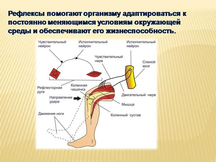 Дуга коленного рефлекса схема. Рефлекторная дуга коленного рефлекса. Схема рефлекторной дуги коленного рефлекса. Схему рефлекторной дуги при коленном рефлексе..