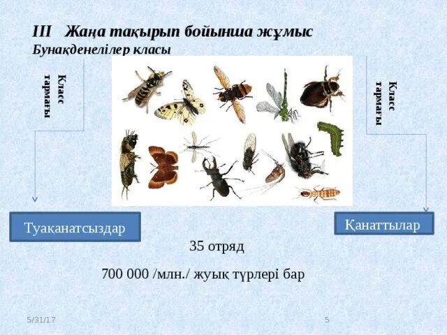 Бунақдене. Бунақденелілер. Бунақденелілер класы. Бунақденелілер. Бунақденелердің+даму+кезеңі.