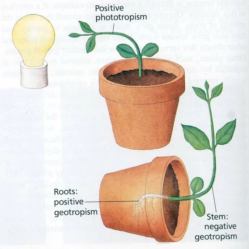 Какие растения перемещаются. Тропизмы у растений. Фототропизм у растений. Положительный фототропизм у растений. Фототропизм растений рисунок.
