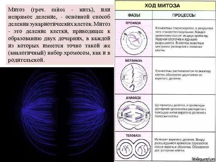 Митоз фазы кратко. Ход митоза фазы процессы. Фазы митоза таблица. Деление клетки митоз таблица. Фазы митоза таблица кратко.