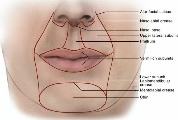 Строение губ человека. Верхняя губа строение анатомия. Строение верхней губы человека. Верхний край губы