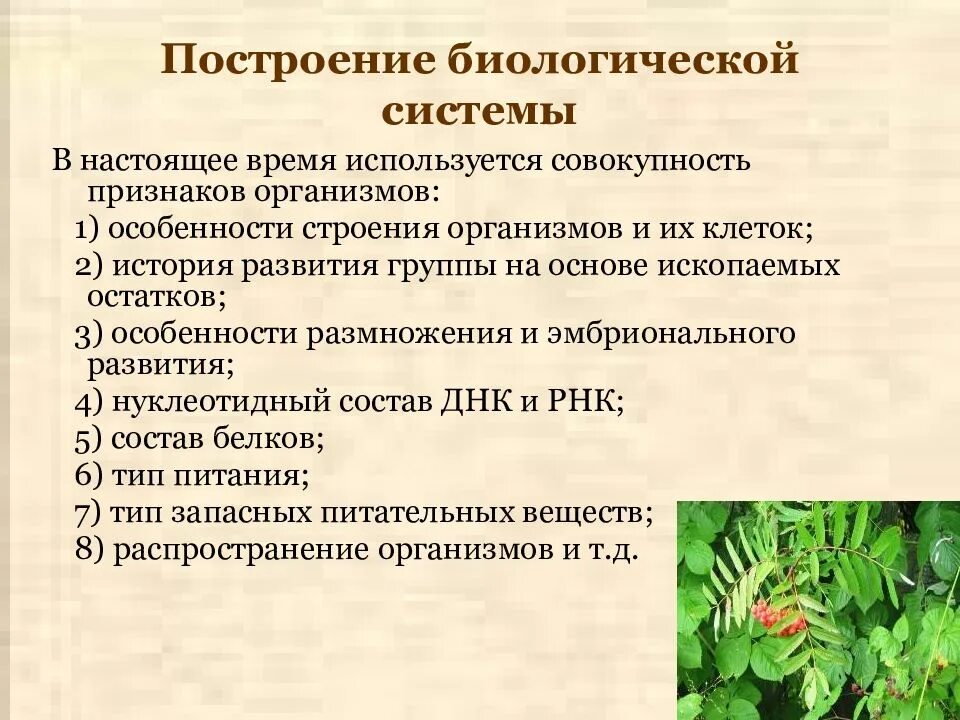 Что можно отнести к биологическим. Принципы организации биология. Принципы организации биосистем. Биологические системы и их признаки. Биологические системы и процессы.