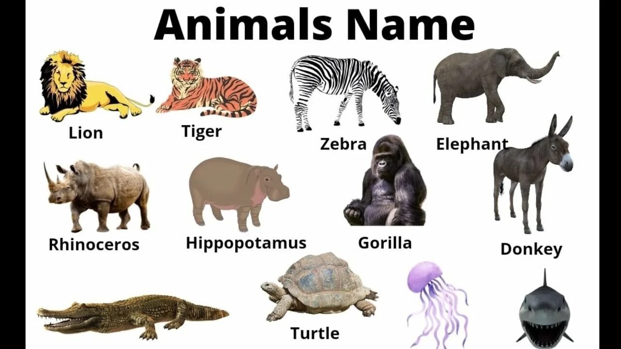 Имя animals