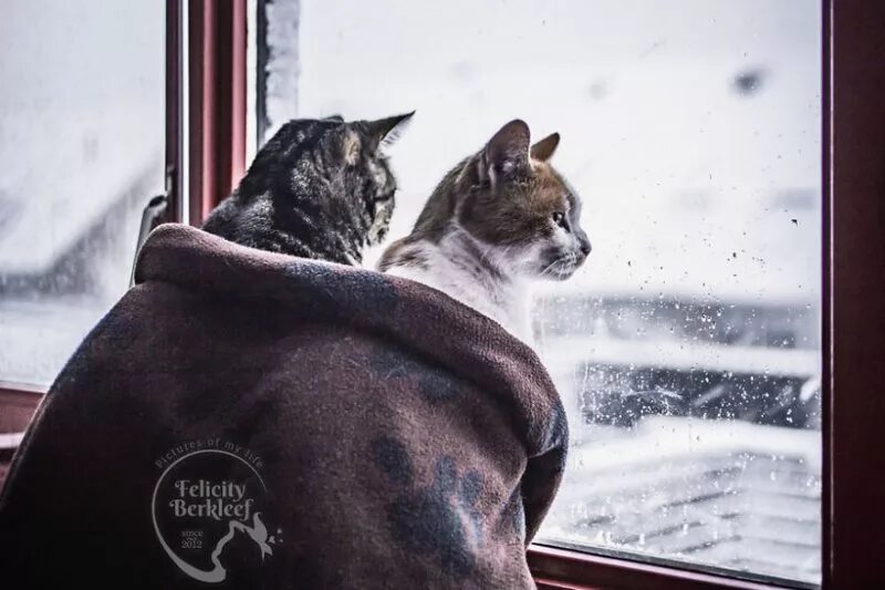 Look out of the window it snow