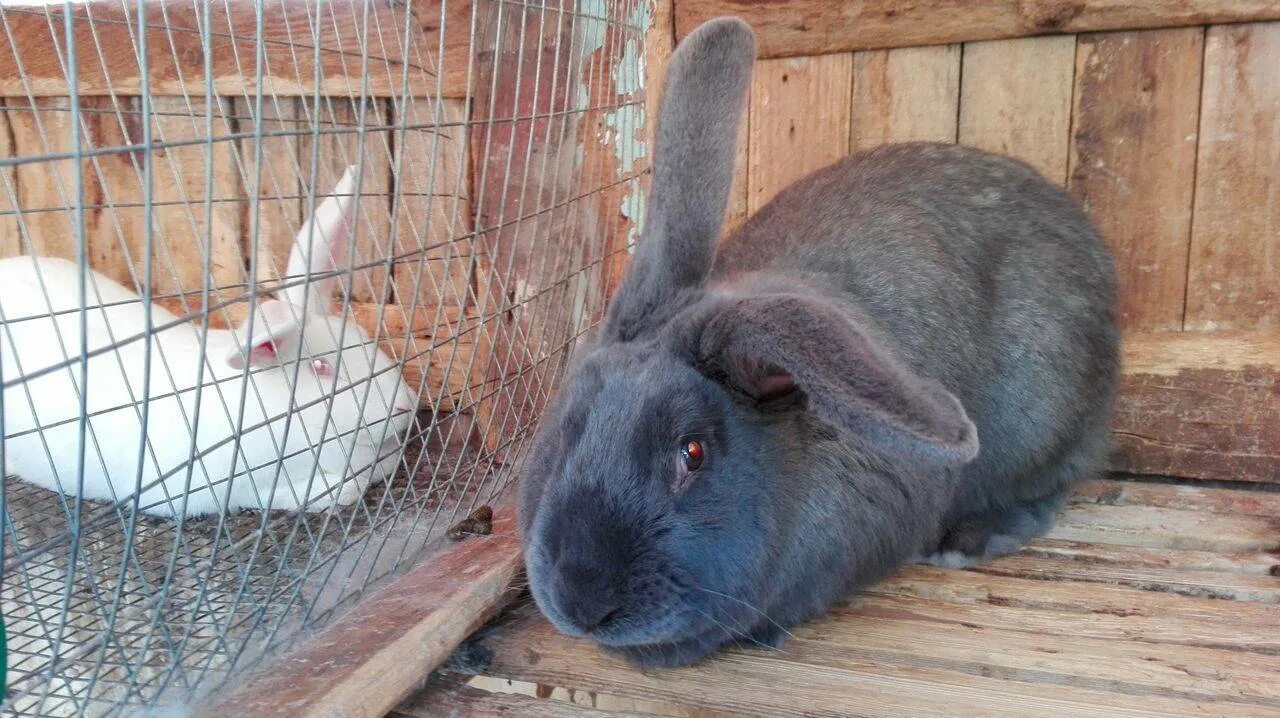 Кролики породы трианта. Лучшие кролики для разведения на мясо. Кролики мясных пород. Фландр белый. Крупные кролики мясных пород.