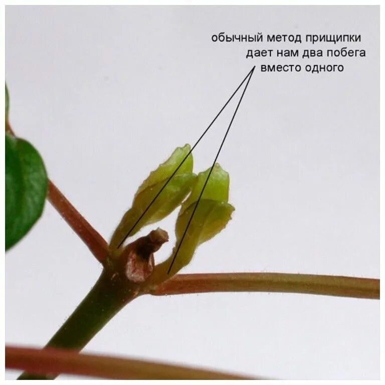 прищипка верхушки побега. прищипка это в биологии. схема прищипывания томатов. прищипка летников. прищипка верхушки побега способствует.