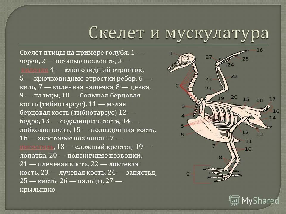 Функция цевки у птиц. Функция цевки у птиц