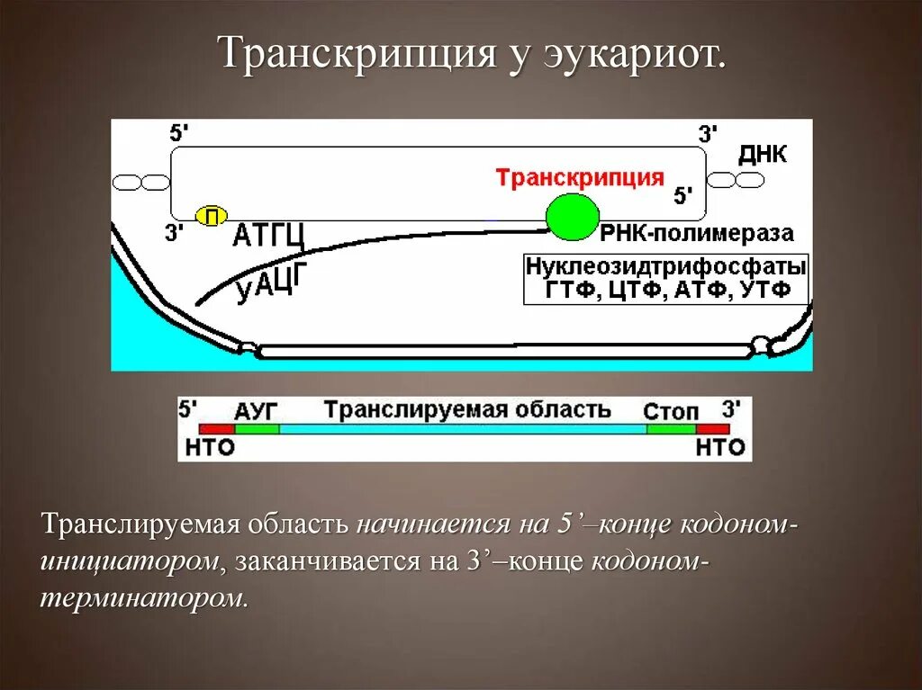 Промотор рнк полимеразы 3. Транскрипция у эукариот. Процесс транскрипции у эукариот. Транскрипция и трансляция у эукариот. Транскрипция ДНК У эукариот.