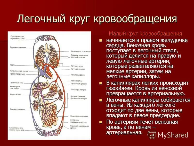 Легочной круг кровообращения заканчивается. Схема малого круга кровообращения (лёгочного). Большой круг кровообращения начинается. Сосуды кругов кровообращения.