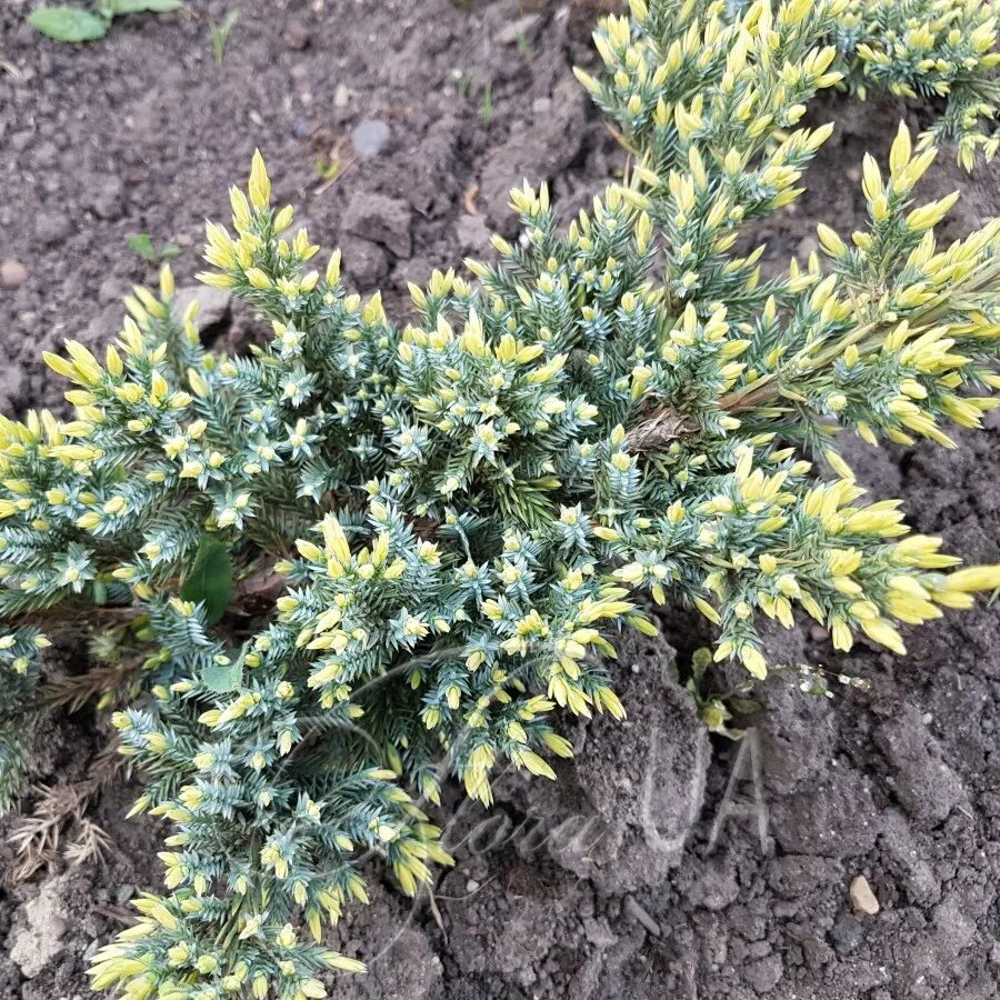 ирландский можжевельник. можжевельник неприхотливый. можжевельник китайский blaauw. можжевельник монтана. можжевельник горизонтальный блю чип.