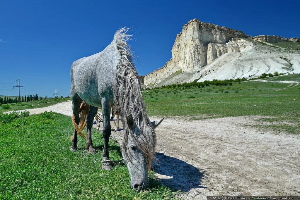 Крымские лошадки. Белые скалы Белогорск лошади. Белая скала Крым лошади. Перегон лошадей белая скала. Белая скала АК-Кая лошади.