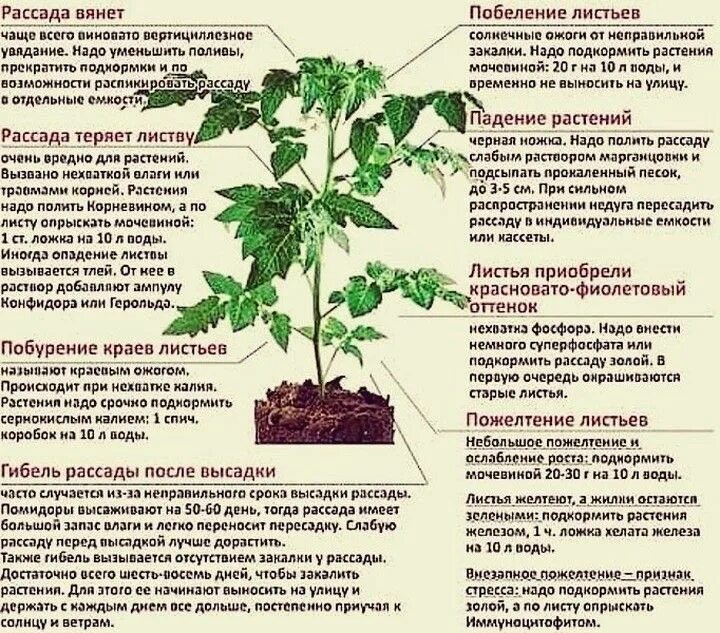 Нехватка железа у растений