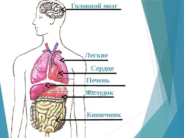 Тело человека органы. Строение внутренних органов. Схема органов человека. Макет внутренних органов человека.