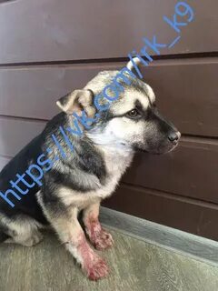 Приют 9