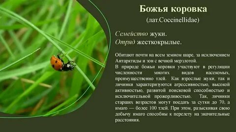 Божья коровка обитание