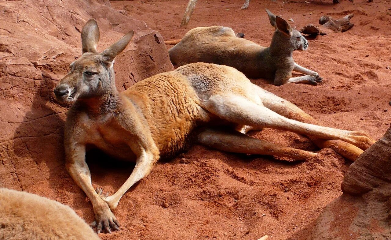 Исполинский рыжий кенгуру. Гигантский рыжий кенгуру (Red-Grey Kangaroo). Кенгуру в Австралии. Животные пустыни Австралии кенгуру.