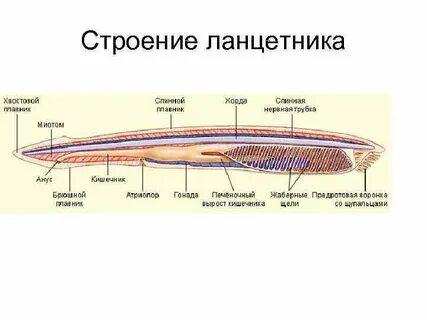 Класс ланцетники строение покровов тела