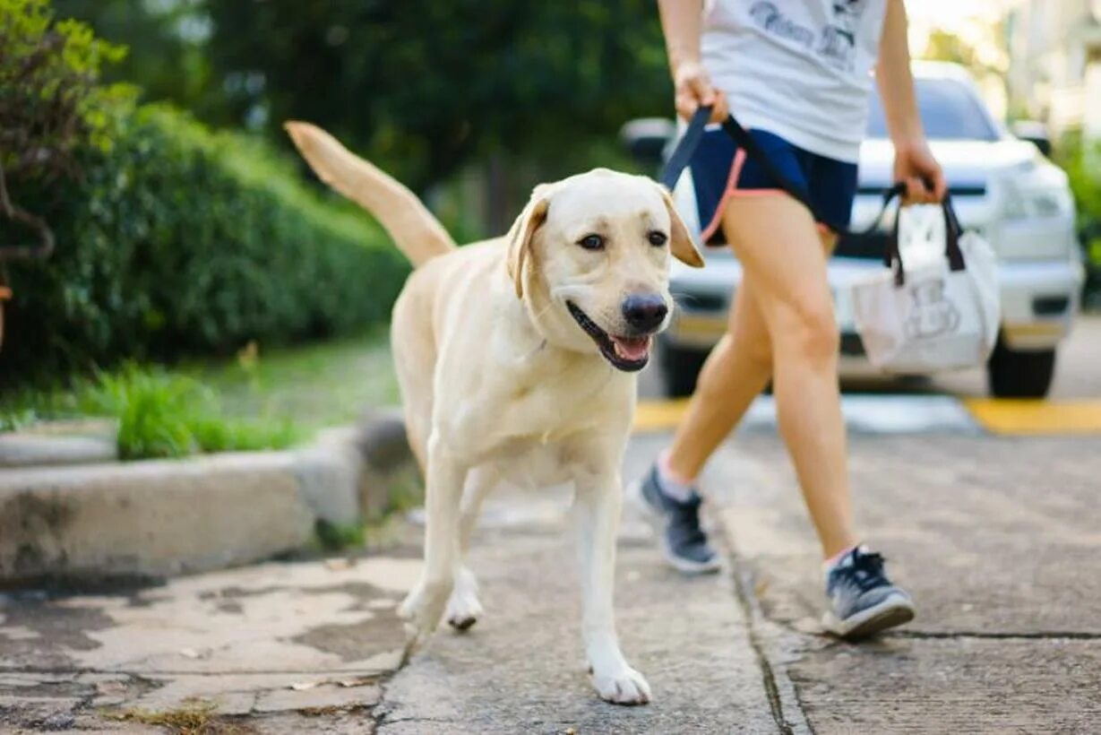 Прогулка с собакой. Выгул собак. Выгуливать собаку. Лабрадор на прогулке. Walking pet