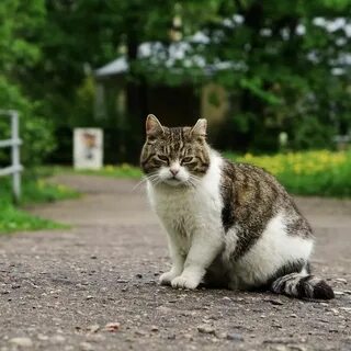 Зверей дорожек