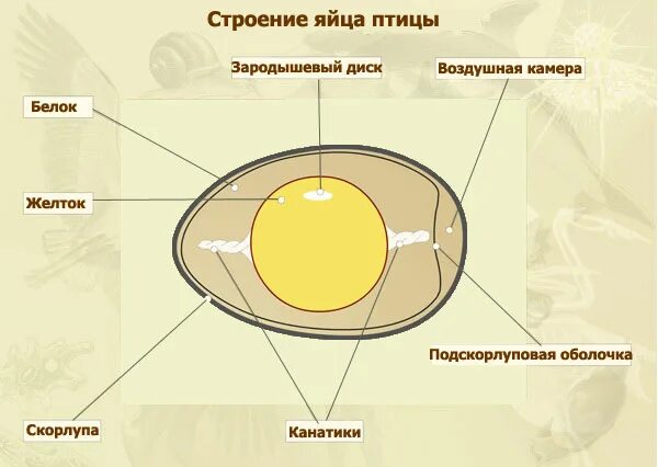 Иерархия скорлупа