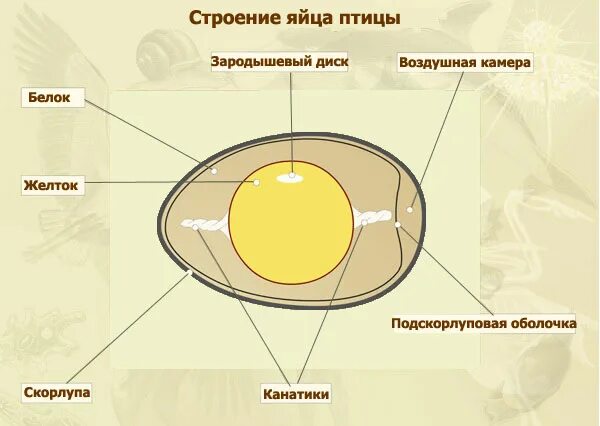 Строение оплодотворенного яйца. Строение яйцеклетки курицы. Формирование яйца в организме птицы. Процесс образования яйца у птицы.