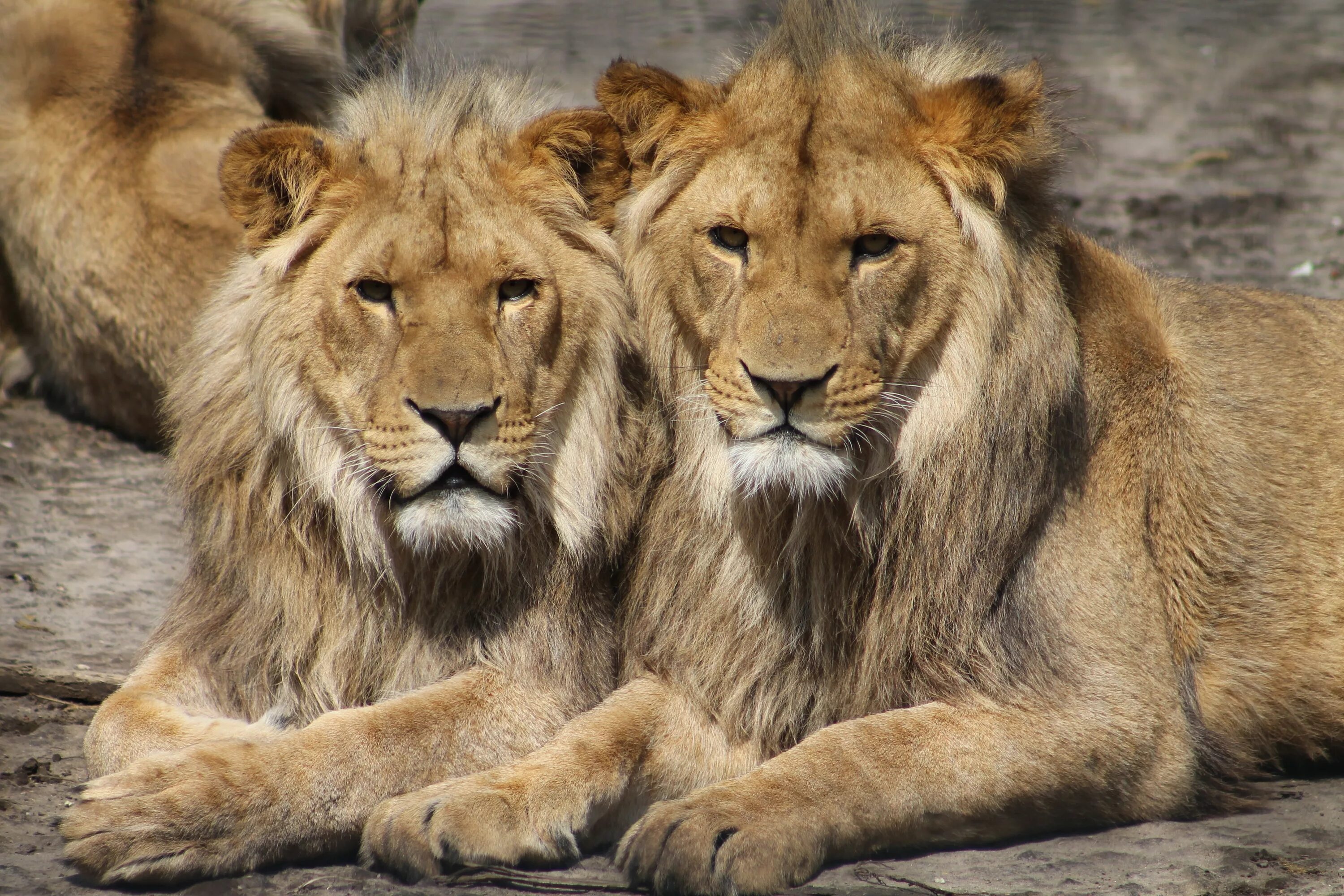 Animal coupling. Лев. Львов фото. Лев картинки. Два Льва.