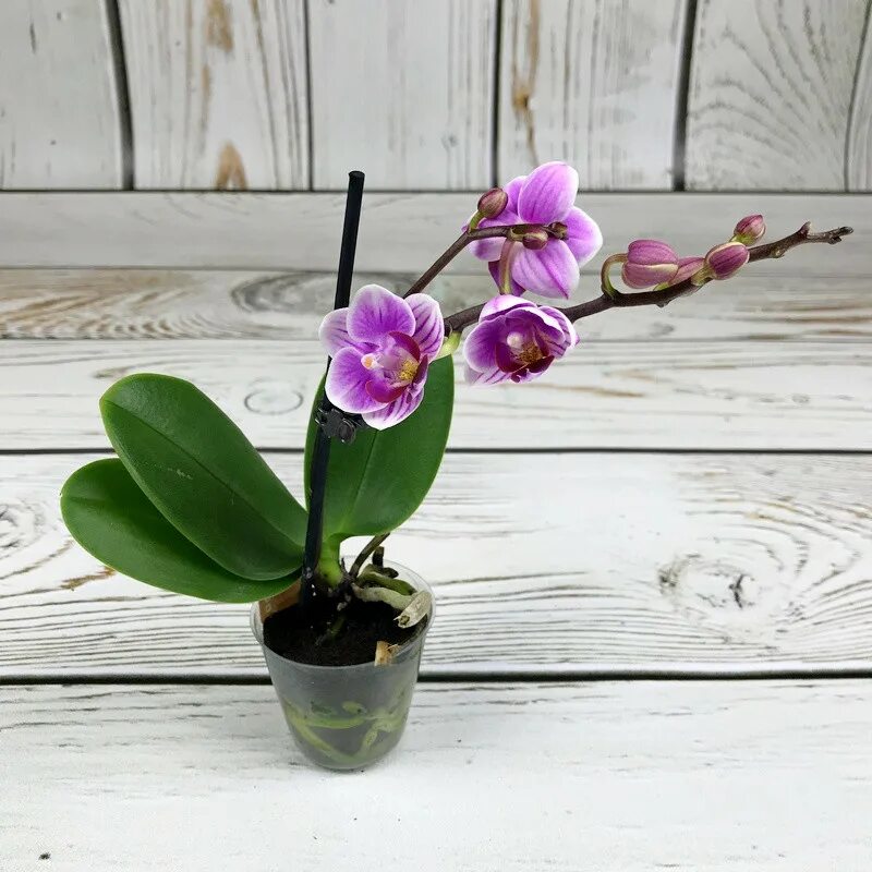 Пикси орхидея фото Phalaenopsis Champion Black Pixie par Charly Orchid photography, Exotic flowers,