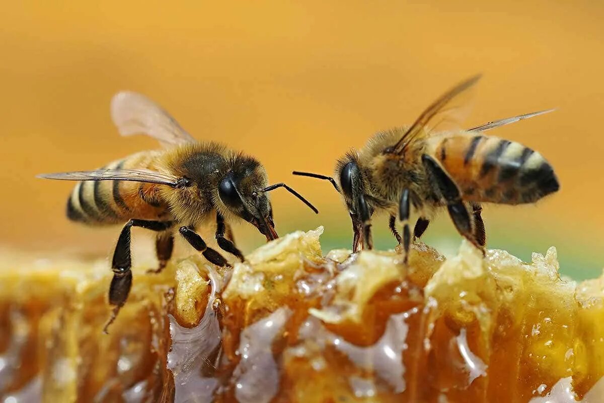 Как можно стать пчелой. Хани пчела. Асал Ари. Семья пчелы медоносной. Медоносная пчела.