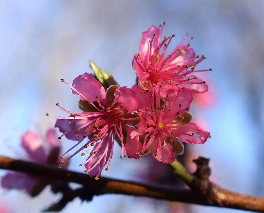 Как цветет персиковое дерево. Цветущий персик / Blooming Prunus persica. Персиковое дерево Хао Дао. Peach Blossom цветок. Дерево нектарин цветет.