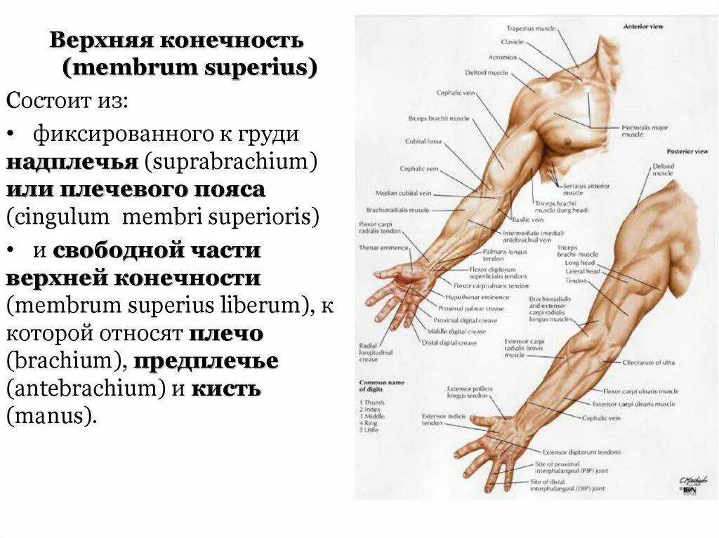 Анатомия верхней конечности. Верхняя конечность, membrum Superius. Анатомия руки плечо предплечье. Анатомия человека рука от плеча. Строение руки человека с названиями плечо предплечье.