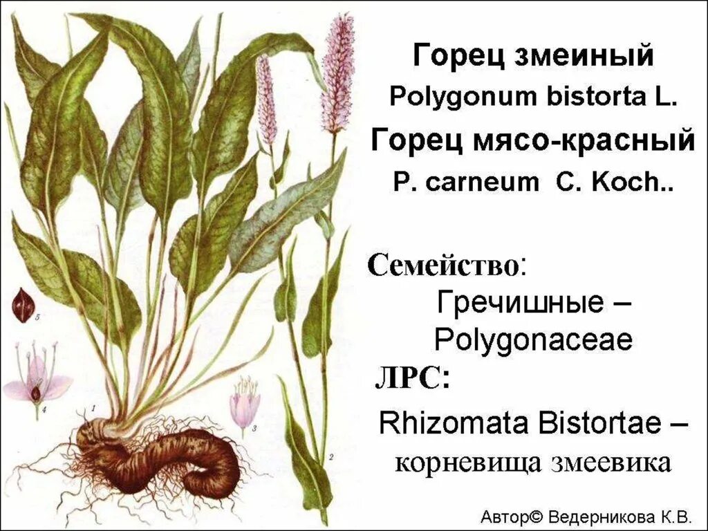 Змеиный полдень читать содержание. Змеевик Горец змеиный. Горец змеиный bistorta officinalis. Горец змеиный Polygonum bistorta l.. Горец змеиный Ботанический рисунок.
