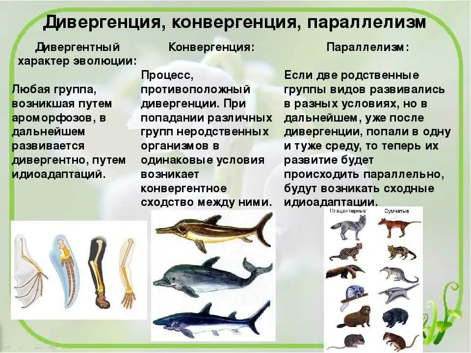 Последовательность усложнения организации