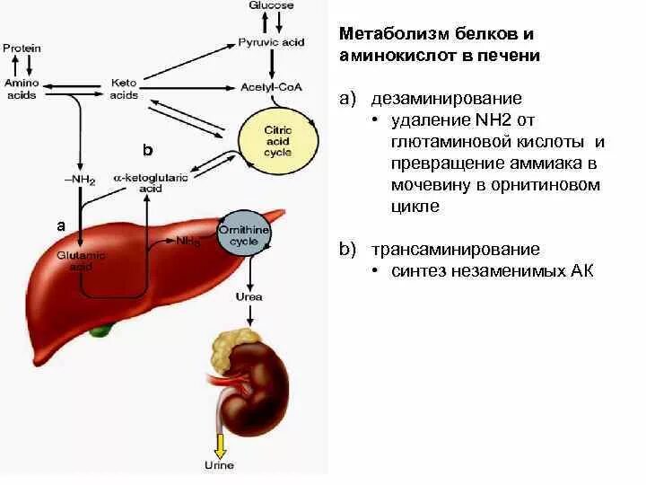 Схема метаболизма аминокислот в печени. Синтезирование белков в печени. Белковый обмен в печени. Метаболизм аминокислот в печени. Печень выделяет в кровь