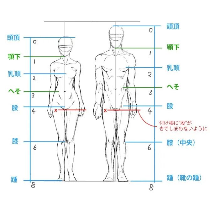 Сколько голов в взрослом человеке. Пропорции тела мужчины и женщины Эндрю Лумис. Пропорции тела мужчины рисунок. Пропорции человека для рисования. Пропорции человеческой фигуры.