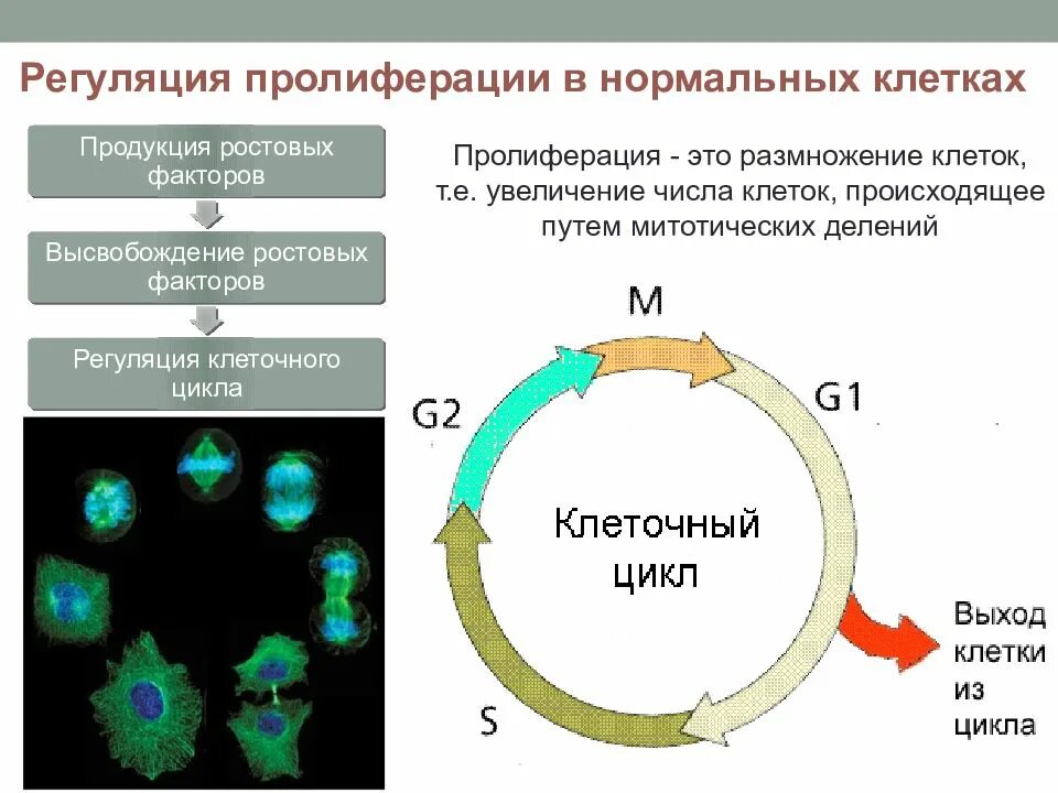 Пролиферация это простыми словами. Механизмы клеточной пролиферации. Регуляция клеточного цикла. Механизм регуляции клеточного цикла. Регуляция клеточного цикла и митотической активности клеток.