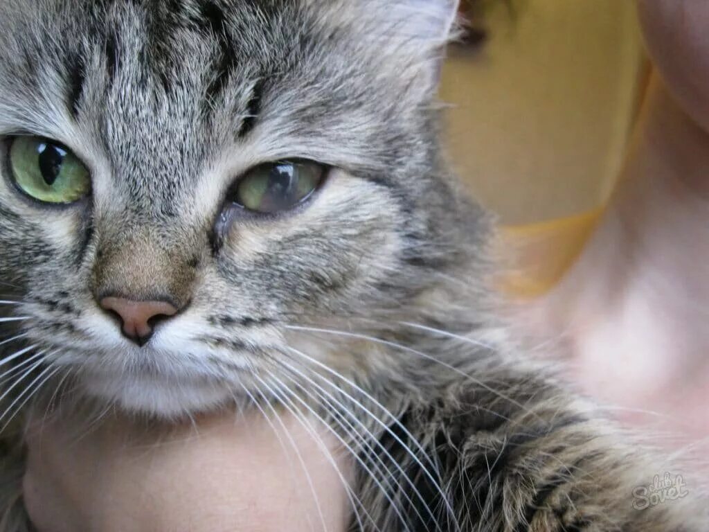 У кошки гноятся глаза какие капли. Помутнение глаза у кошки. кошка щурит глаз.