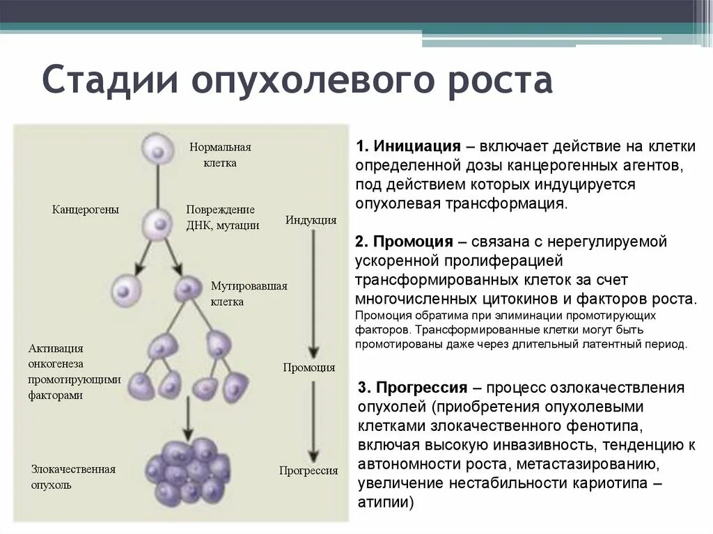 Характерные изменения белков. Патогенез инициации опухоли. Механизмы стадий опухолевого роста. Патогенез опухолевой трансформации.