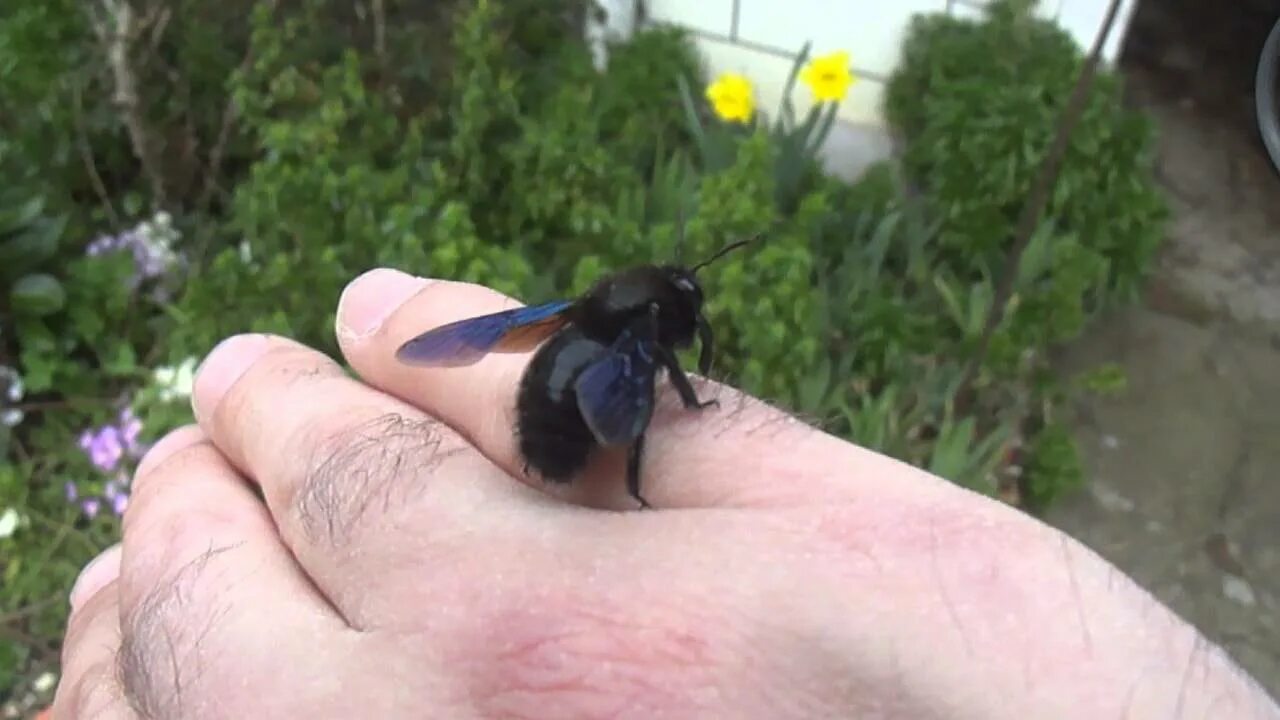 Черный Шмель плотник укус. Шмель-плотник фиолетовый( Xylocopa violacea ). Шмель плотник ксилокопа укусила. Чёрный Шмель с синими крыльями укус.