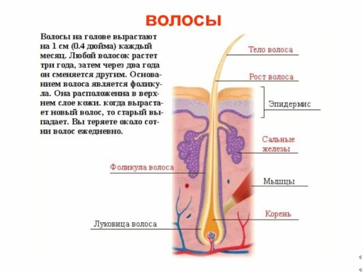 Как называется начало волос. Волосы человека. как растут волосы. как растут волосы на голове. откуда растут волосы.