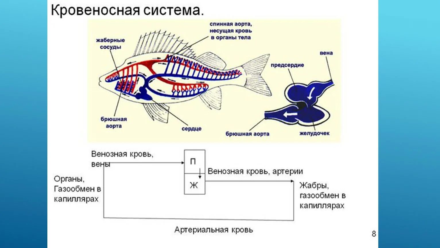 Строение кровеносной системы рыб. Пищеварительная система рыб схема. Схема систем органов рыбы. Пищеварительная и выделительная система рыб.