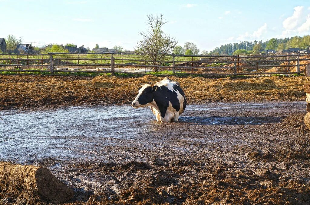 Навоз на фермах. Сточные воды животноводческих ферм. Стоки животноводческих комплексов. Сточные воды сельского хозяйства. Сельскохозяйственное загрязнение воды.