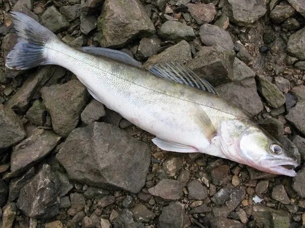 Freshly frozen powdered: mirror carp - 150 rubles / kg, perch - 250 rubles / kg.