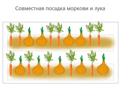 Схема посадки морковки